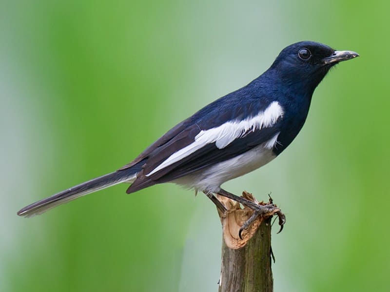 Oriental Magpie-Robin